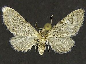Eupithecia huachuca