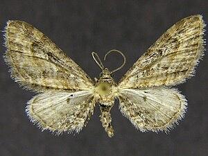 Eupithecia pertusata