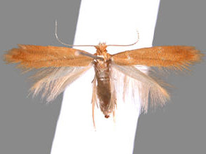 Coptotriche concolor