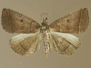 Zanclognatha obscuripennis