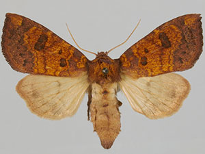 Papaipema sullivani