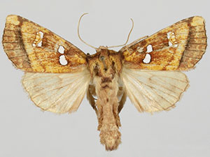 Papaipema hesseli