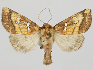 Papaipema hesseli