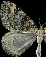 Dysstroma formosa