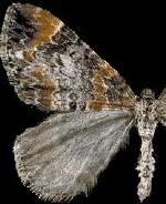 Dysstroma formosa