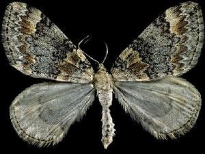 Dysstroma formosa