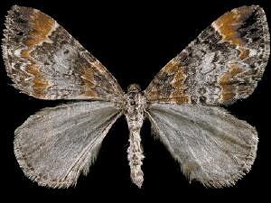 Dysstroma formosa