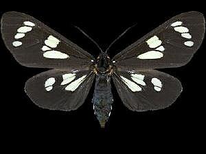 Gnophaela latipennis