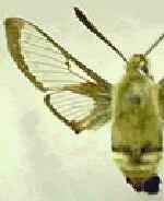 Hemaris senta