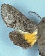 Cautethia spuria
