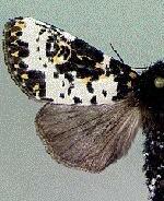 Xanthopastis regnatrix