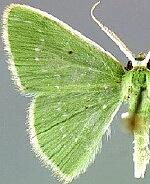 Synchlora herbaria