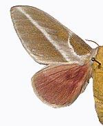 Sphingicampa albolineata