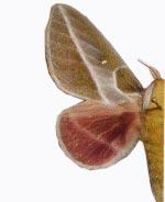 Sphingicampa albolineata