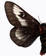 Hemileuca juno