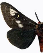 Hemileuca juno