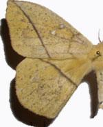 Lonomia electra