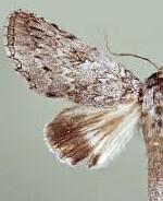 Rifargia distinguenda