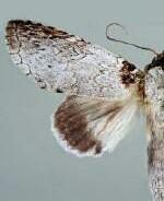 Rifargia distinguenda
