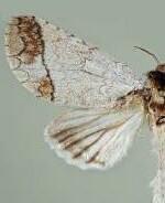 Rifargia lineata