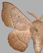 Cicinnus albarenicolus