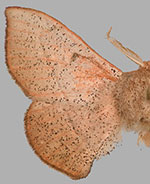 Cicinnus albarenicolus