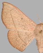 Cicinnus albarenicolus