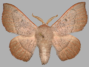 Cicinnus albarenicolus