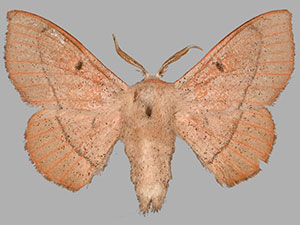 Cicinnus albarenicolus