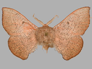 Cicinnus albarenicolus