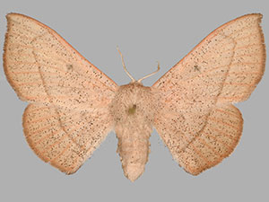 Cicinnus albarenicolus