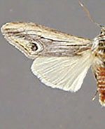 Opsigalea blanchardi