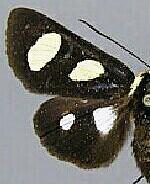 Alypia octomaculata