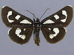 Alypia mariposa
