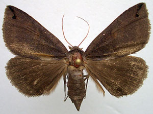Gondysia similis