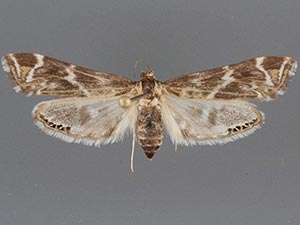 Petrophila avernalis
