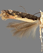 Aristotelia corallina complex