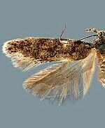 Pseudotelphusa fuscopunctella