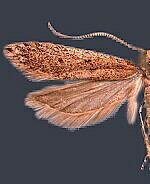 Arla tenuicornis