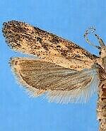 Frumenta nundinella