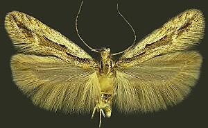 Prolita variabilis