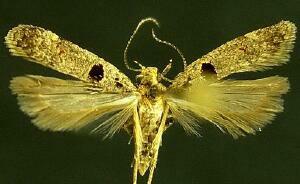 Deltophora glandiferella