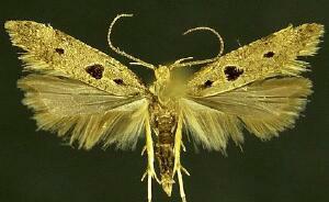 Deltophora sella