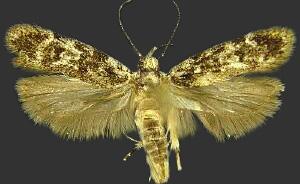 Chionodes bicostomaculella