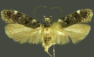 Chionodes fuscomaculella