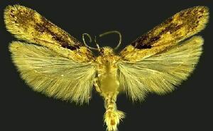 Chionodes mediofuscella