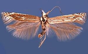 Isophrictis magnella