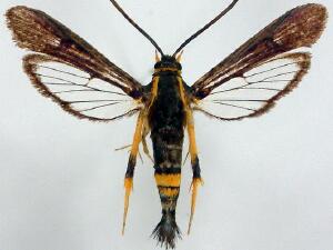 Synanthedon alleri
