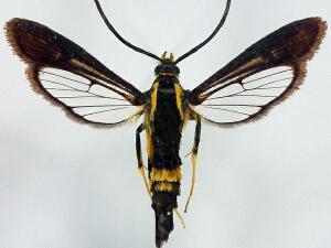 Synanthedon kathyae
