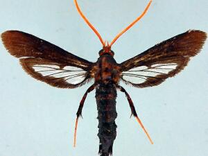 Alcathoe caudata